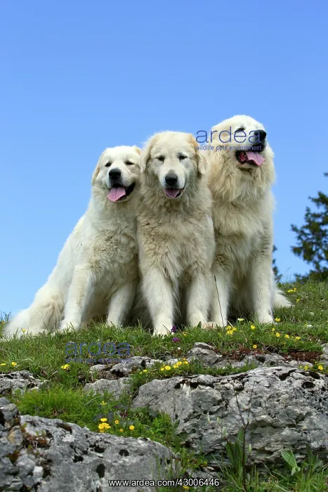 : Dog Pyrenean Mountain Dog  /  Great Pyrenees