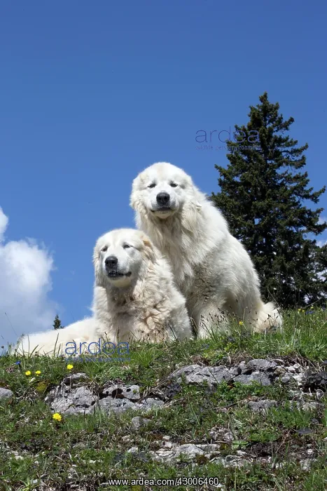  : Dog Pyrenean Mountain Dog  /  Great Pyrenees