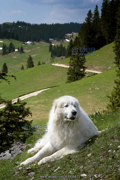  : Dog Pyrenean Mountain Dog  /  Great Pyrenees