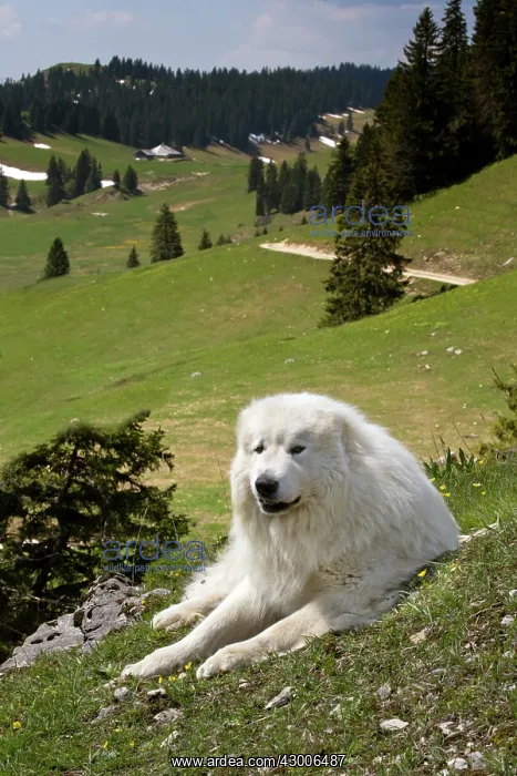  : Dog Pyrenean Mountain Dog  /  Great Pyrenees