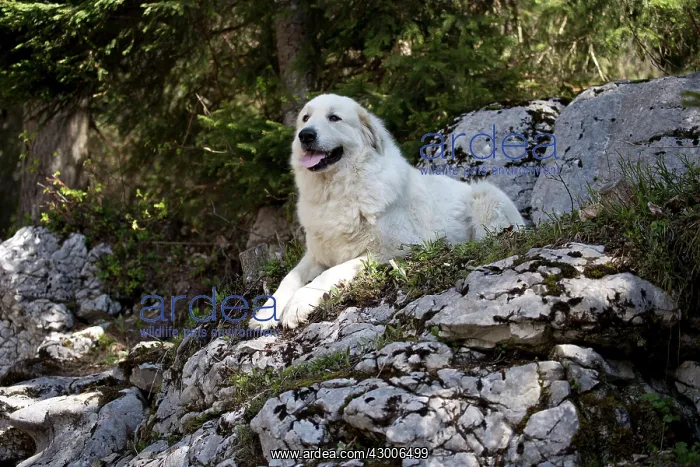  : Dog Pyrenean Mountain Dog  /  Great Pyrenees