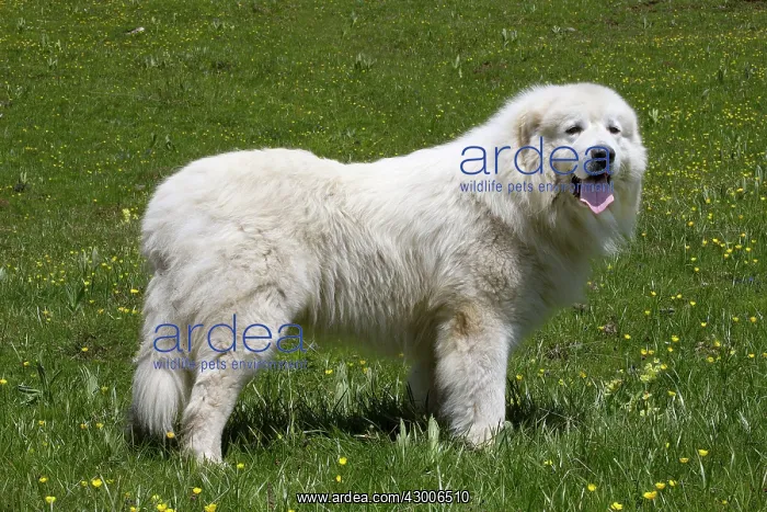  : Dog Pyrenean Mountain Dog  /  Great Pyrenees