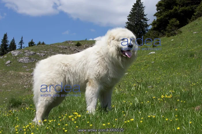  : Dog Pyrenean Mountain Dog  /  Great Pyrenees