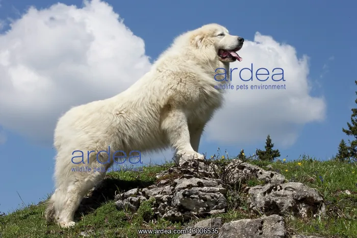  : Dog Pyrenean Mountain Dog  /  Great Pyrenees