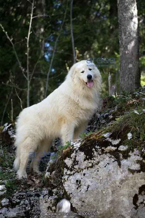  : Dog Pyrenean Mountain Dog  /  Great Pyrenees