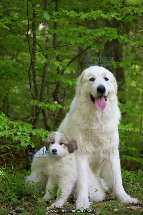 : Dog Pyrenean Mountain Dog / Great Pyrenees with puppy : Dog Pyrenean Mountain Dog / Great Pyrenees with puppy