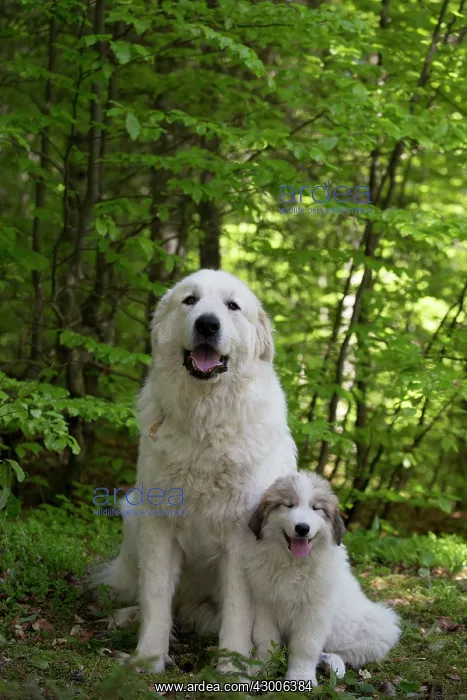 : Dog Pyrenean Mountain Dog / Great Pyrenees with puppy : Dog Pyrenean Mountain Dog / Great Pyrenees with puppy