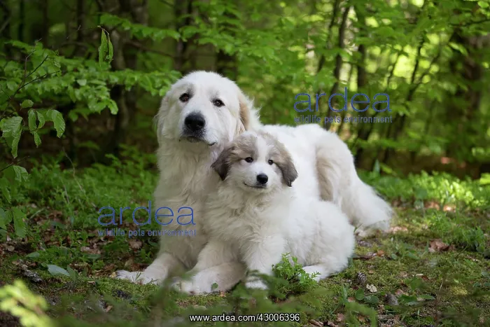 : Dog Pyrenean Mountain Dog / Great Pyrenees with puppy : Dog Pyrenean Mountain Dog / Great Pyrenees with puppy