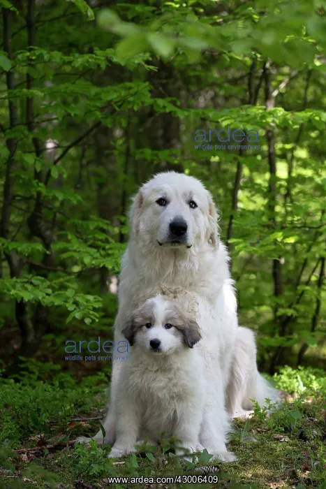 : Dog Pyrenean Mountain Dog / Great Pyrenees with puppy : Dog Pyrenean Mountain Dog / Great Pyrenees with puppy