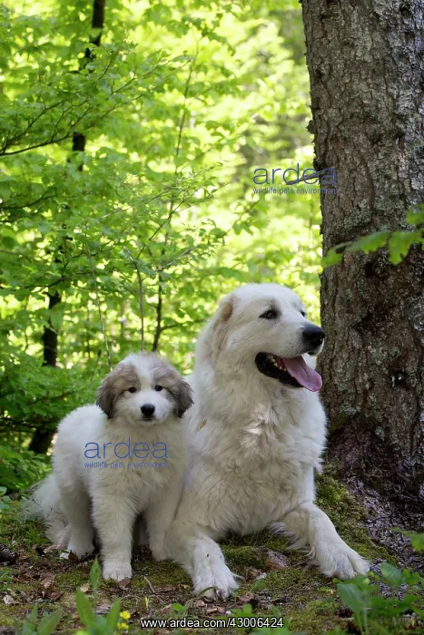 : Dog Pyrenean Mountain Dog / Great Pyrenees with puppy : Dog Pyrenean Mountain Dog / Great Pyrenees with puppy