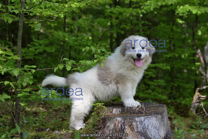 : Dog Pyrenean Mountain Dog / Great Pyrenees puppy : Dog Pyrenean Mountain Dog / Great Pyrenees puppy