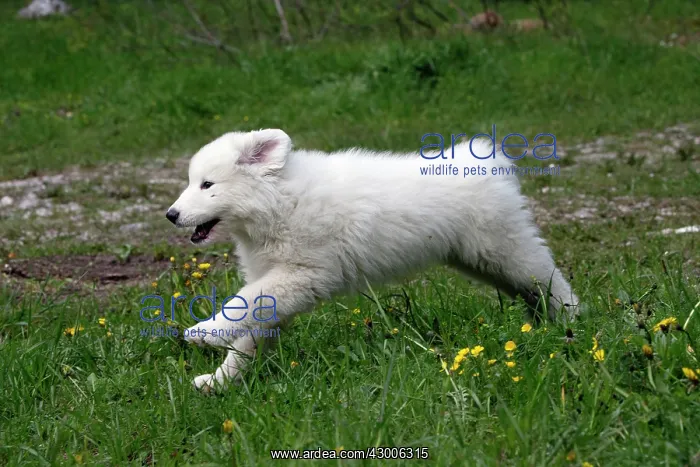 : Dog Pyrenean Mountain Dog / Great Pyrenees puppy running : Dog Pyrenean Mountain Dog / Great Pyrenees puppy running