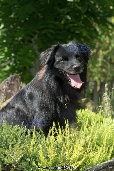: Dog Pyrenean Sheepdog : Dog Pyrenean Sheepdog