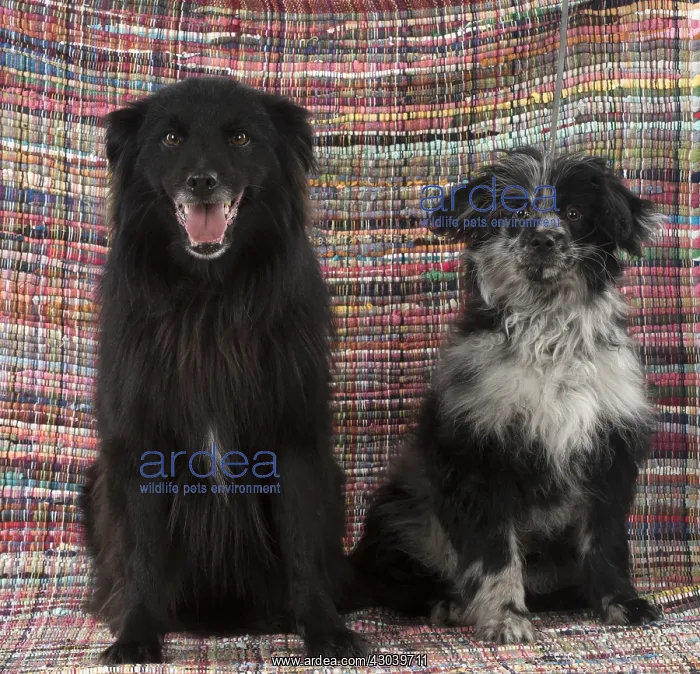  : DOG. Pyrenean sheepdog