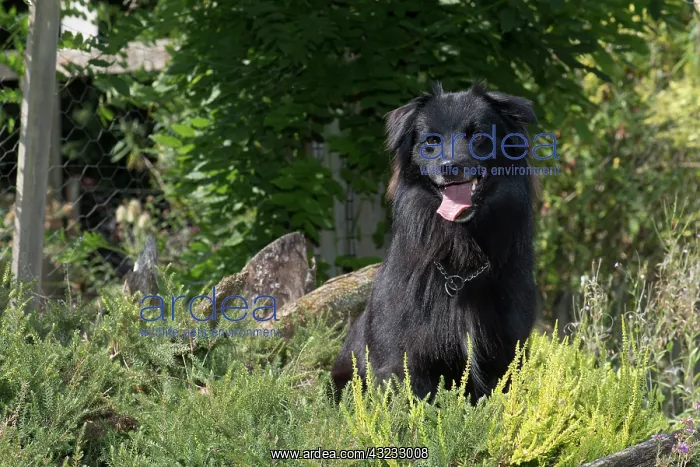  : Dog Pyrenean Sheepdog