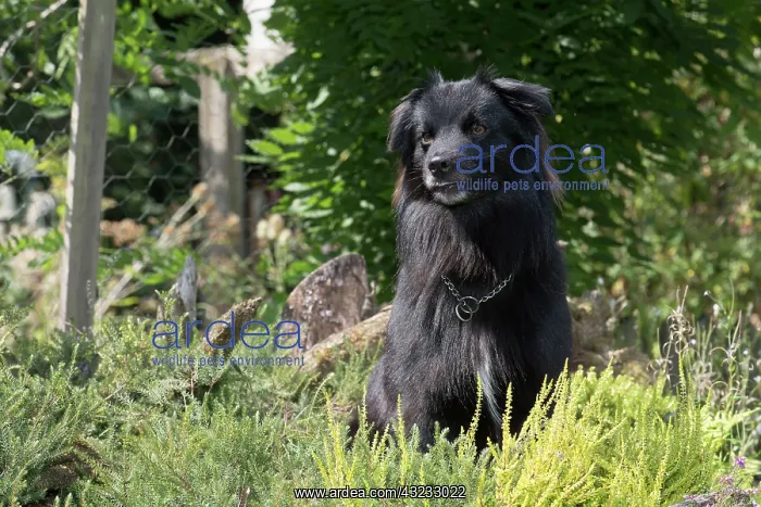 : Dog Pyrenean Sheepdog : Dog Pyrenean Sheepdog