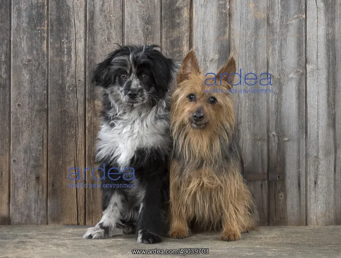  : DOG. Pyrenean sheepdog and Australian Terrier