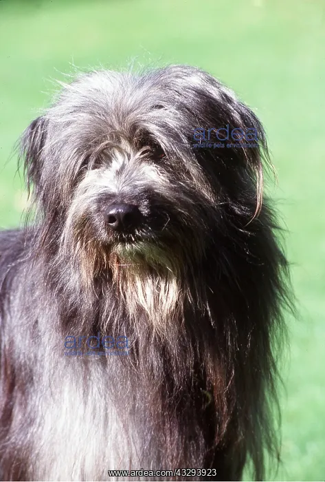 : DOG - PYRENEAN SHEEPDOG -CLOSE UP : DOG - PYRENEAN SHEEPDOG -CLOSE UP