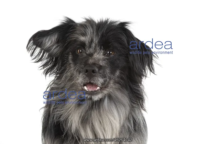 : DOG. Pyrenean sheepdog, head shot, studio : DOG. Pyrenean sheepdog, head shot, studio