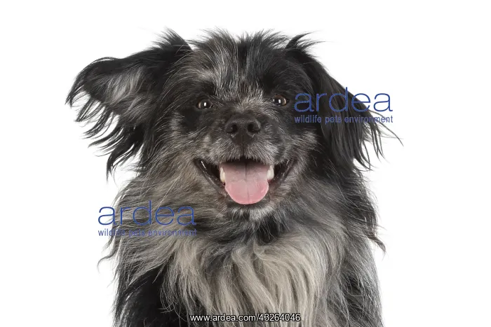 : DOG. Pyrenean sheepdog, head shot, studio : DOG. Pyrenean sheepdog, head shot, studio