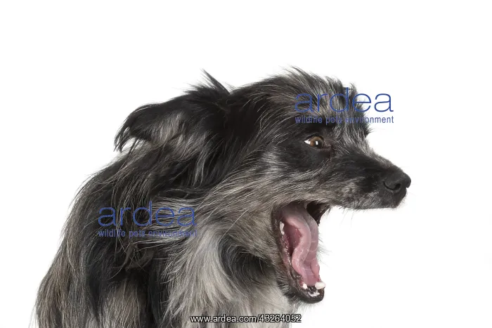 : DOG. Pyrenean sheepdog, head shot, studio : DOG. Pyrenean sheepdog, head shot, studio