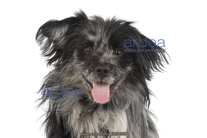 : DOG. Pyrenean sheepdog, head shot, studio : DOG. Pyrenean sheepdog, head shot, studio