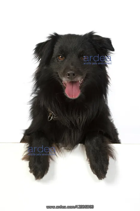 : DOG. Pyrenean sheepdog, with paws over, mouth open, studio : DOG. Pyrenean sheepdog, with paws over, mouth open, studio