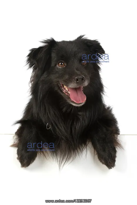 : DOG. Pyrenean sheepdog, with paws over, mouth open, studio : DOG. Pyrenean sheepdog, with paws over, mouth open, studio