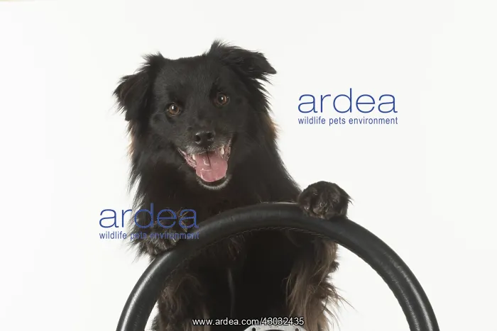 : DOG. Pyrenean sheepdog, paws over stearing wheel, studio : DOG. Pyrenean sheepdog, paws over stearing wheel, studio