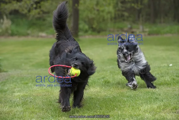  : DOG. Pyrenean sheepdog playing in a garden