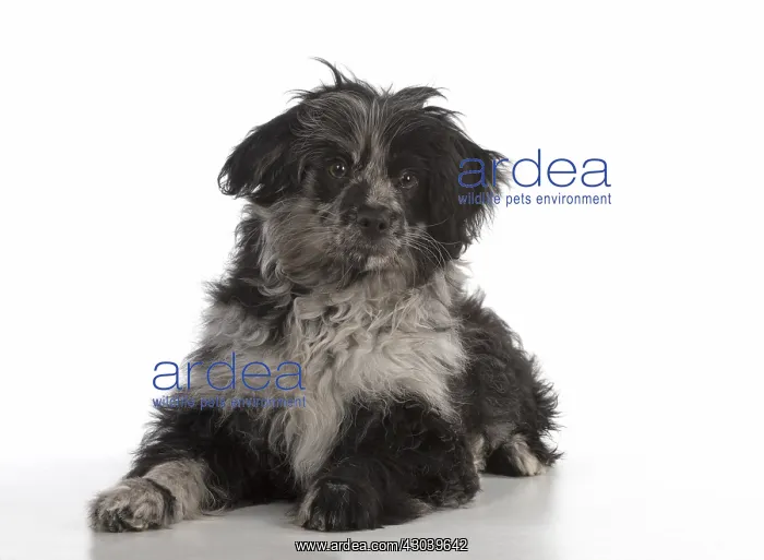  : DOG. Pyrenean Sheepdog puppy ( 6 months )