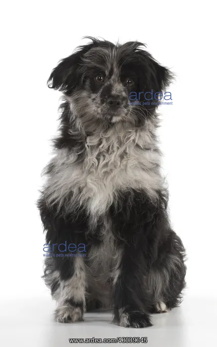  : DOG. Pyrenean Sheepdog puppy ( 6 months )