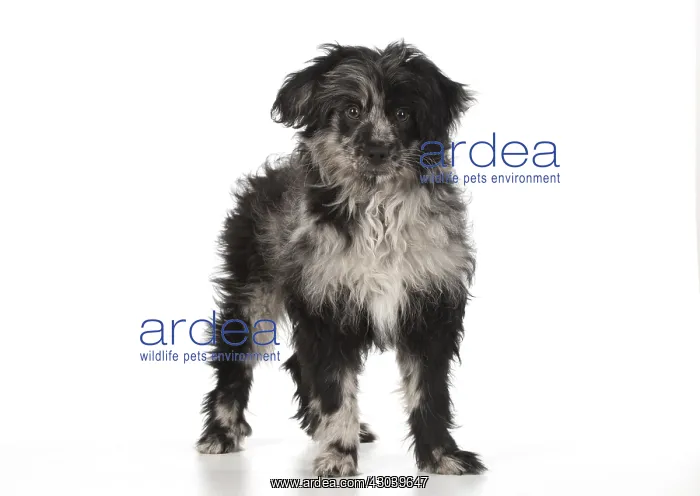  : DOG. Pyrenean Sheepdog puppy ( 6 months )