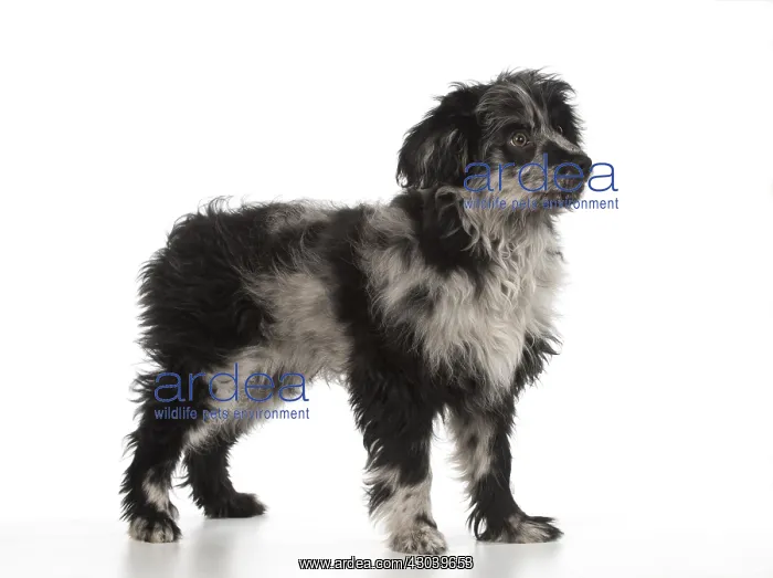  : DOG. Pyrenean Sheepdog puppy ( 6 months )