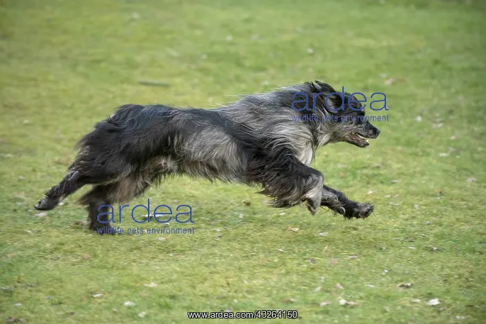 : DOG. Pyrenean sheepdog, running : DOG. Pyrenean sheepdog, running