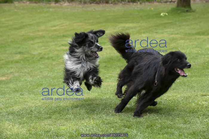  : DOG. Pyrenean sheepdog running in a garden