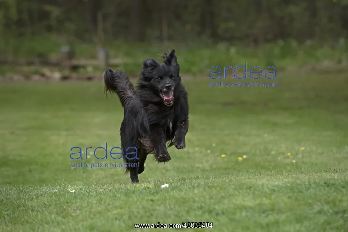  : DOG. Pyrenean sheepdog running in a garden
