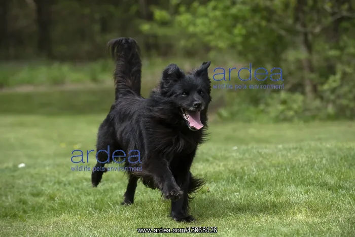  : DOG. Pyrenean sheepdog running in a garden