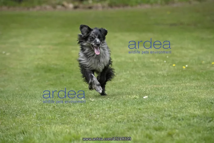  : DOG. Pyrenean sheepdog running in a garden