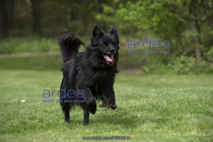  : DOG. Pyrenean sheepdog running in a garden