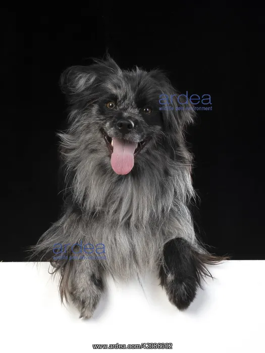 : DOG. Pyrenean sheepdog, studio, paws over : DOG. Pyrenean sheepdog, studio, paws over