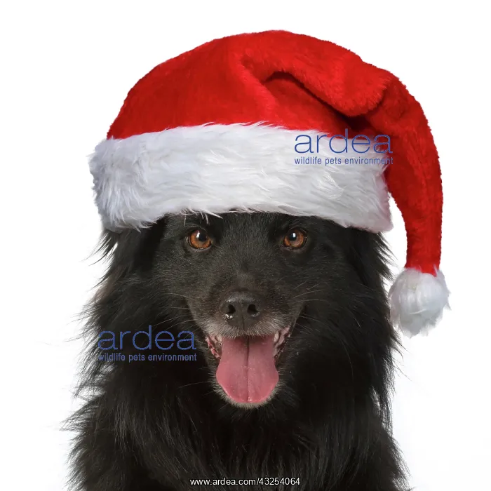 : DOG. Pyrenean sheepdog wearing a Christmas hat : DOG. Pyrenean sheepdog wearing a Christmas hat