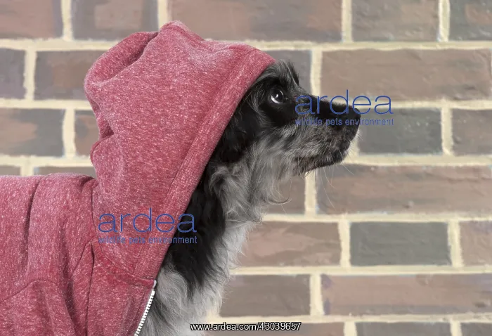  : DOG. Pyrenean Sheepdog wearing a hoodie