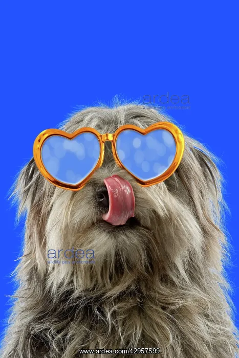 : Dog - Pyrenean Shepherd - licking nose wearing gold heart sh : Dog - Pyrenean Shepherd - licking nose wearing gold heart sh
