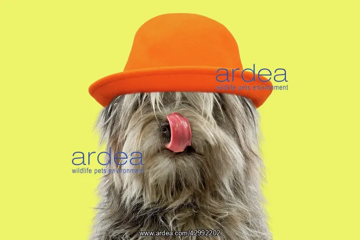 : Dog - Pyrenean Shepherd - licking nose wearing an orange hat : Dog - Pyrenean Shepherd - licking nose wearing an orange hat