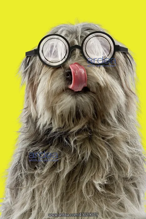 : Dog - Pyrenean Shepherd - licking wearing glasses : Dog - Pyrenean Shepherd - licking wearing glasses