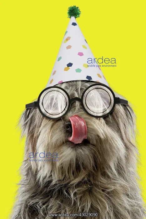 : Dog - Pyrenean Shepherd - licking wearing glasses : Dog - Pyrenean Shepherd - licking wearing glasses