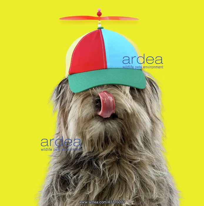 : Dog - Pyrenean Shepherd - licking - wearing helicopter : Dog - Pyrenean Shepherd - licking - wearing helicopter