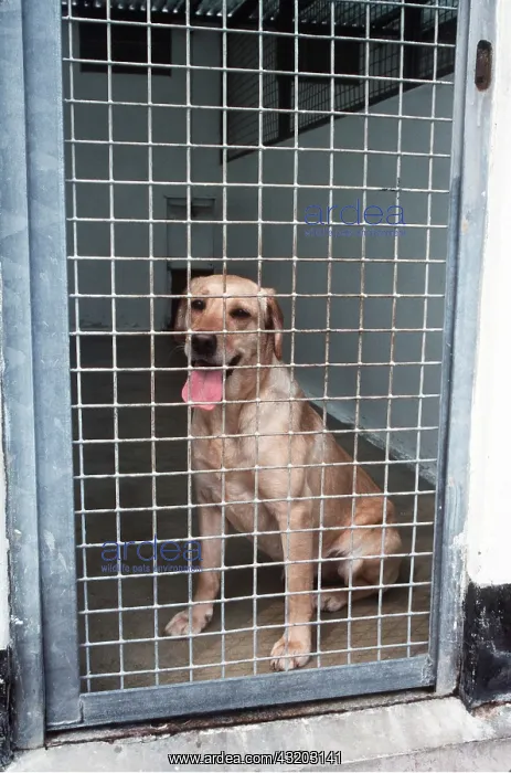 : DOG - in quarantine : DOG - in quarantine