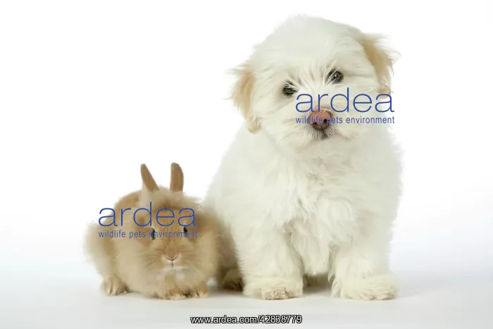 : DOG & RABBIT - Coton de Tulear puppy (8 wks old) : DOG & RABBIT - Coton de Tulear puppy (8 wks old)